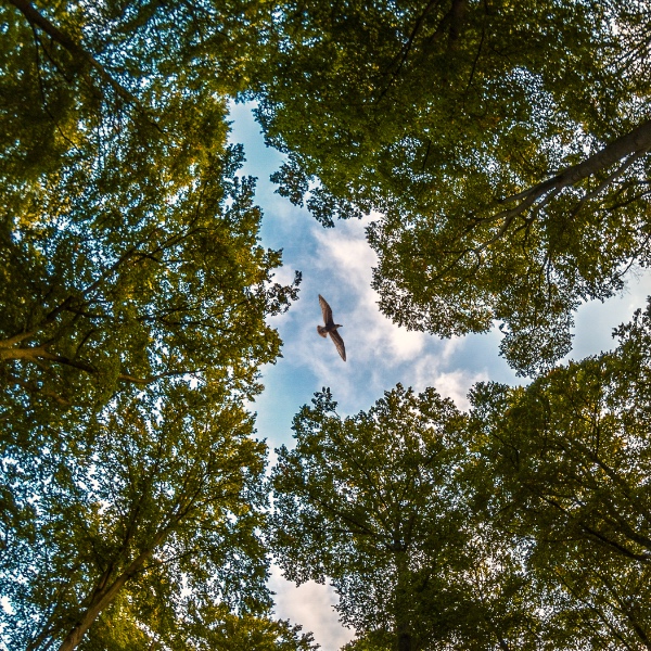 Low angle shot of a bird in the sky in a forest tree canopy